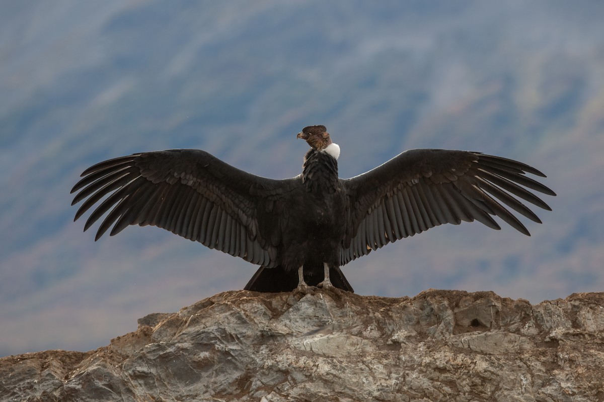 Andean Condor - Pablo Re