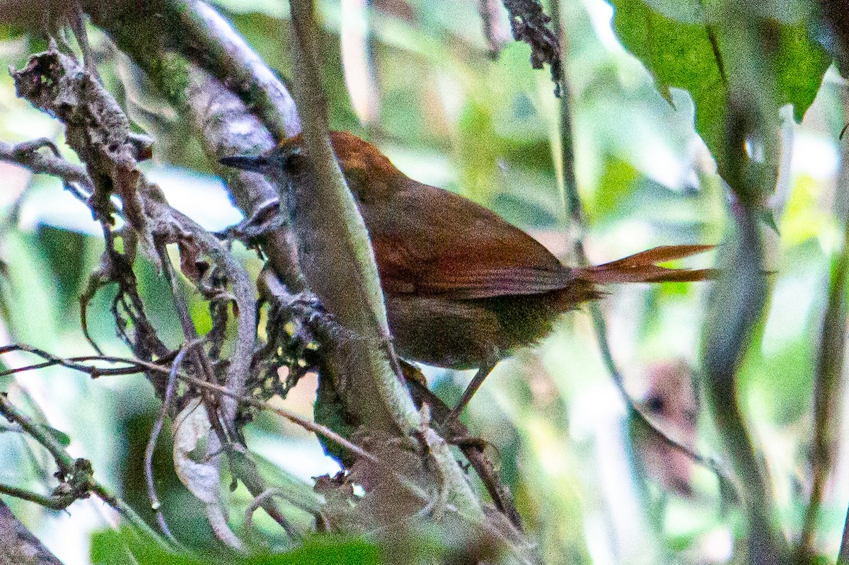 Rufous-capped Spinetail - ML434114751