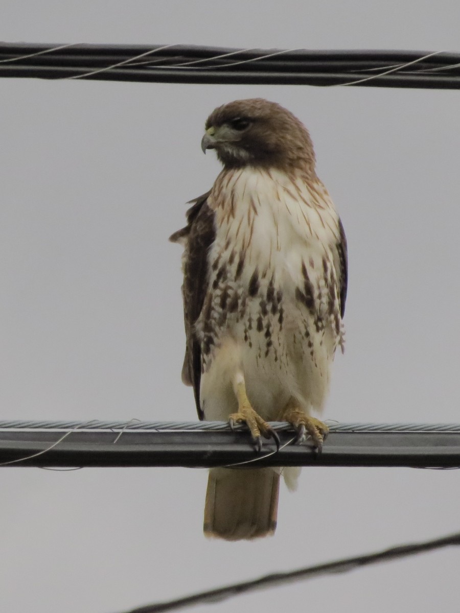 Red-tailed Hawk - ML434115961