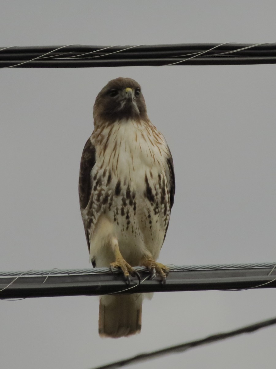 Red-tailed Hawk - ML434115971