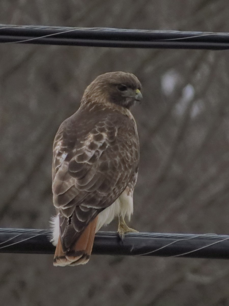 Red-tailed Hawk - ML434115991