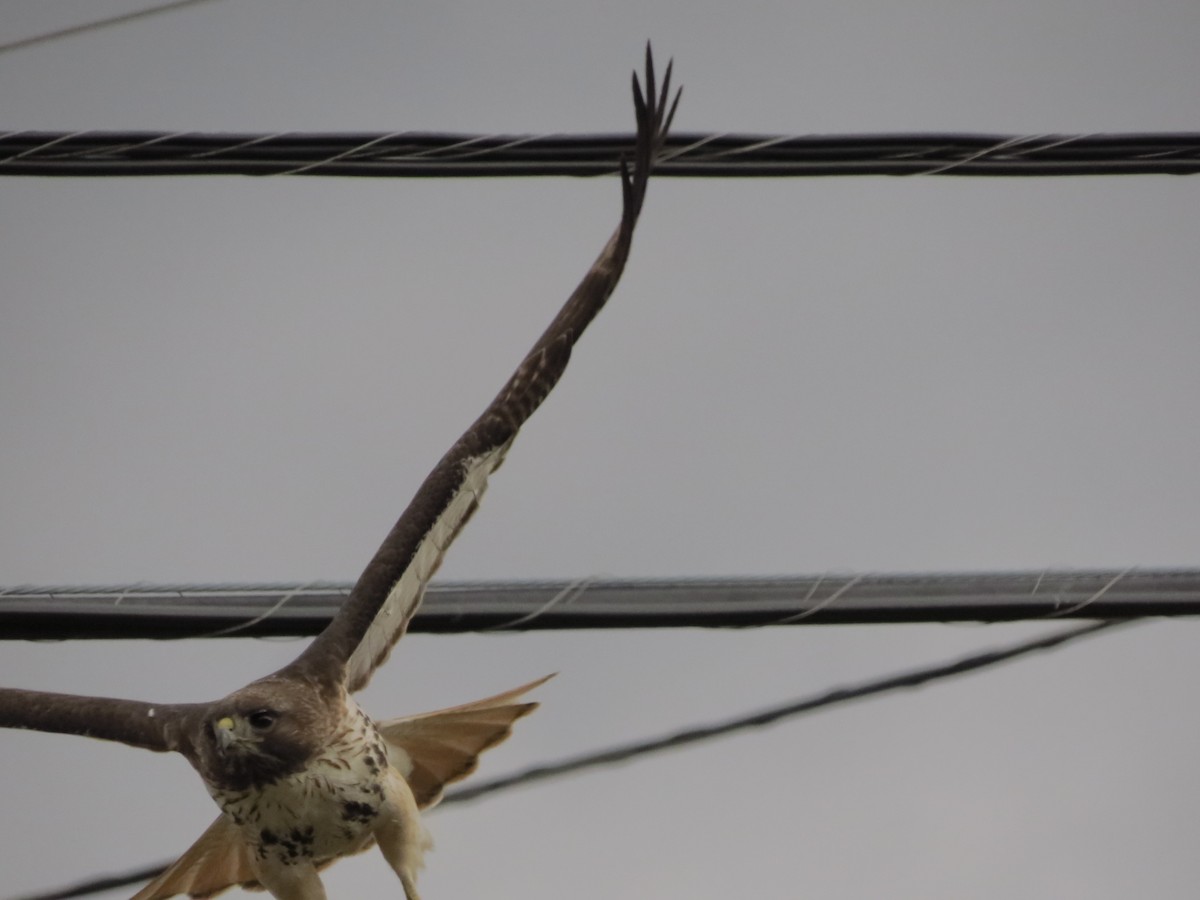 Red-tailed Hawk - ML434116001