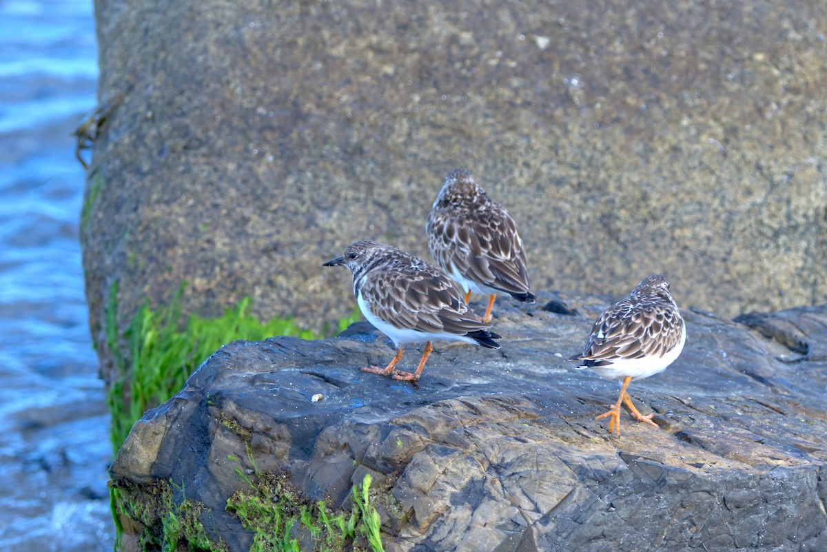 Ruddy Turnstone - ML434116721