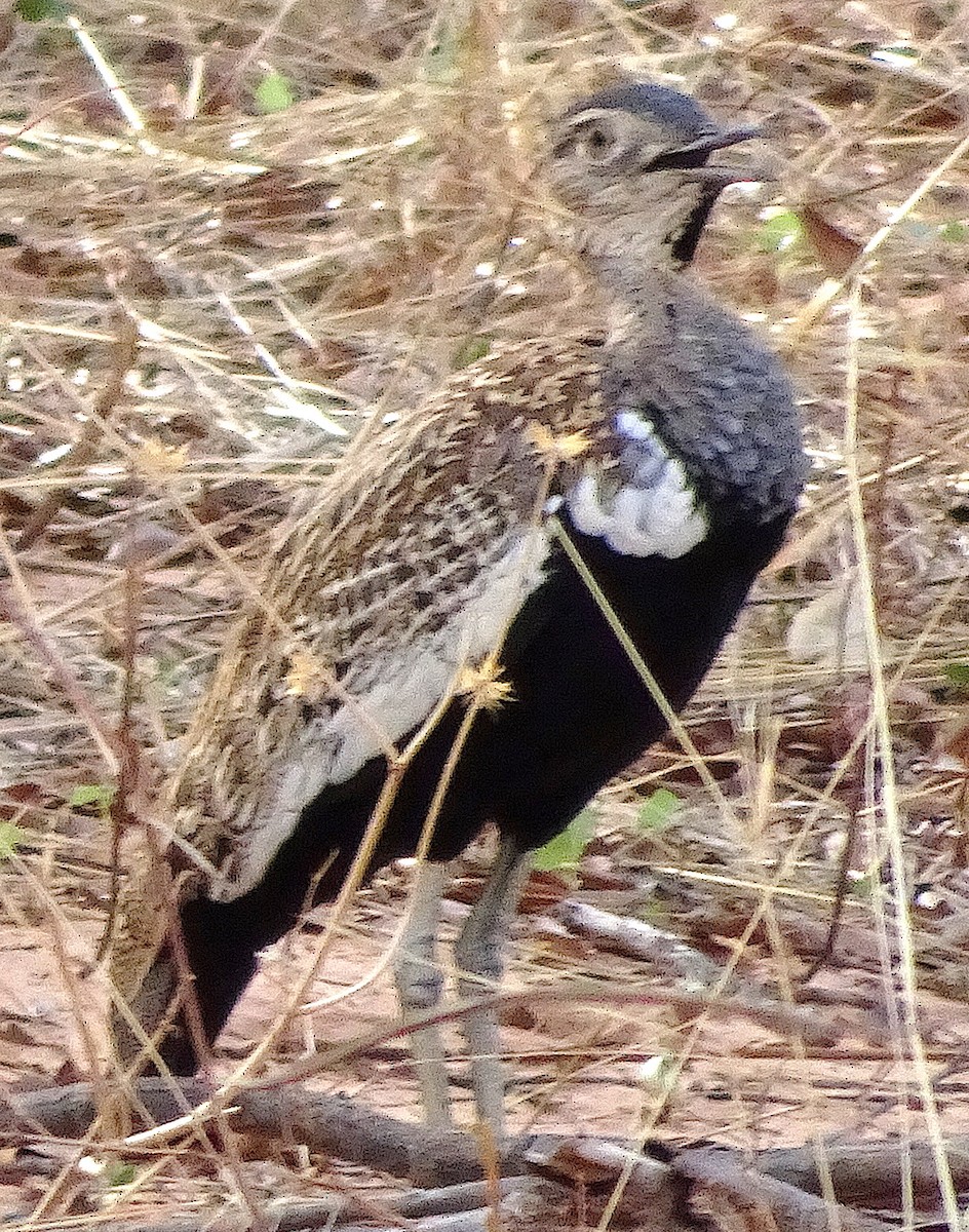 Red-crested Bustard - ML43411901