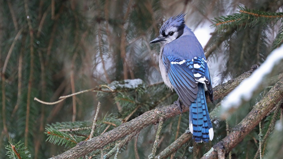Blue Jay - Daniel Jauvin