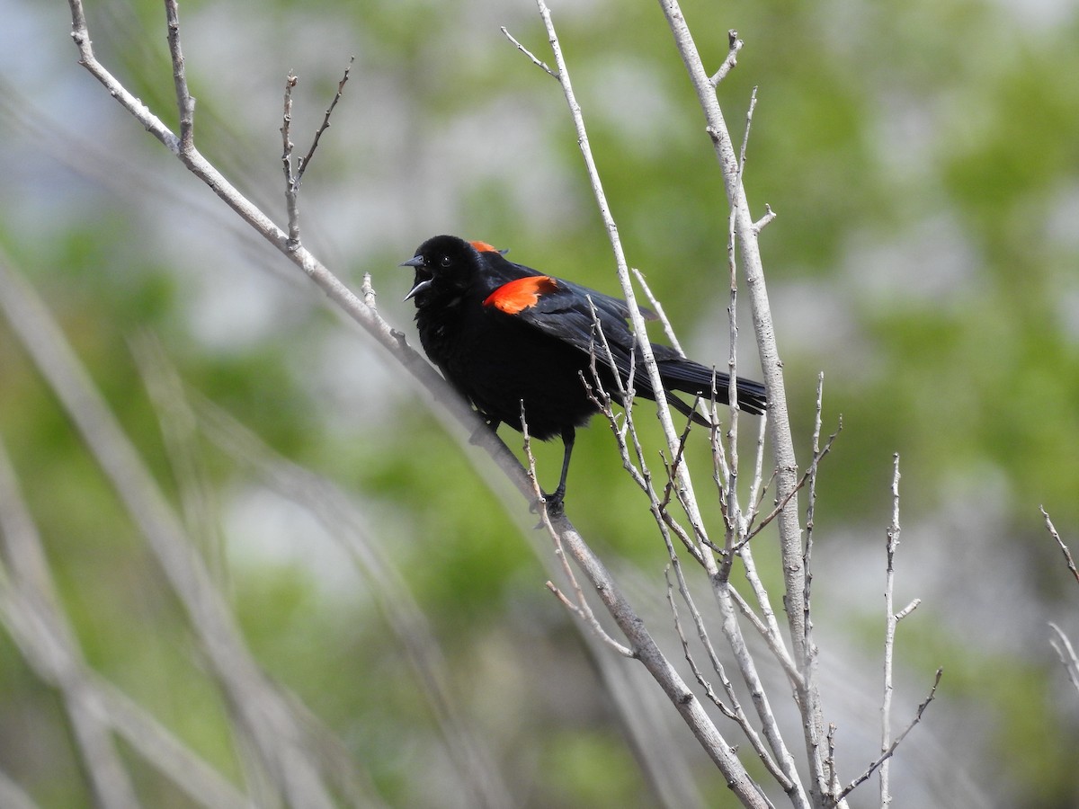 Red-winged Blackbird - ML434120431