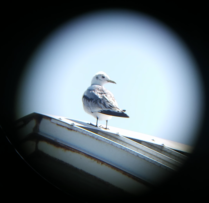 Black-legged Kittiwake - ML434120921