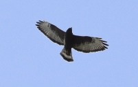 Zone-tailed Hawk - Brendan Beers