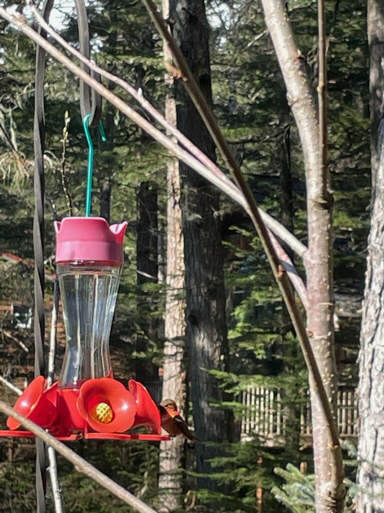 Rufous Hummingbird - ML434121181