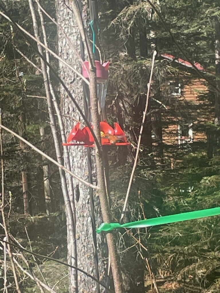 Rufous Hummingbird - ML434121241