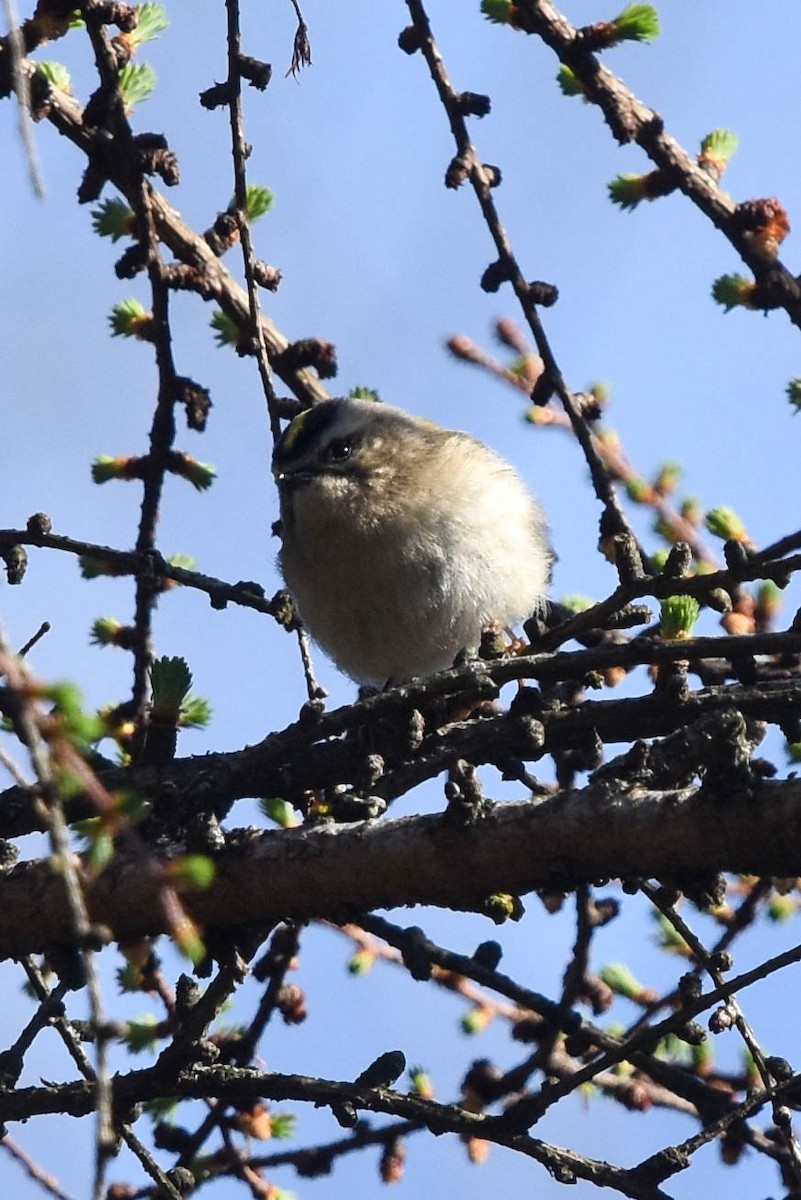 Golden-crowned Kinglet - ML434123881