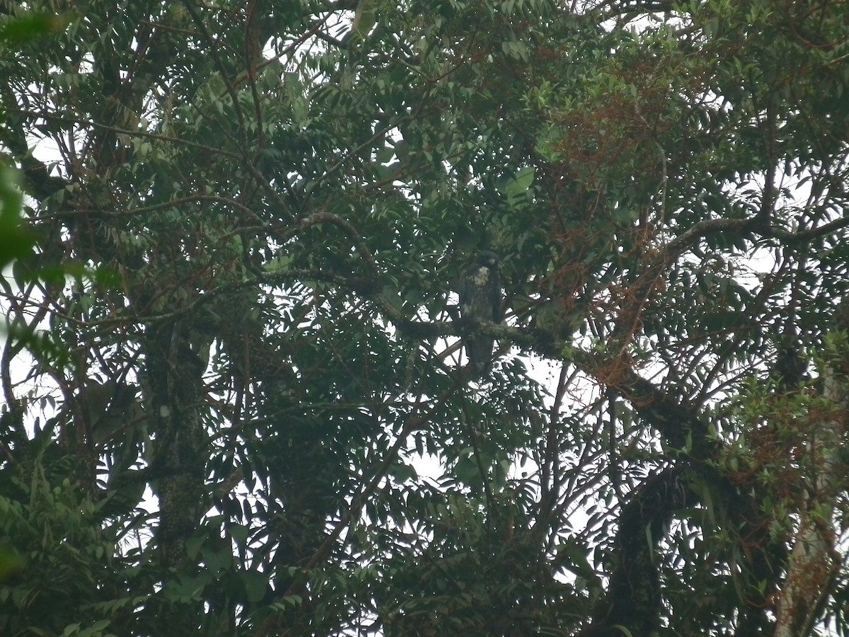 White-tailed Hawk - Hernán Fernández Remicio