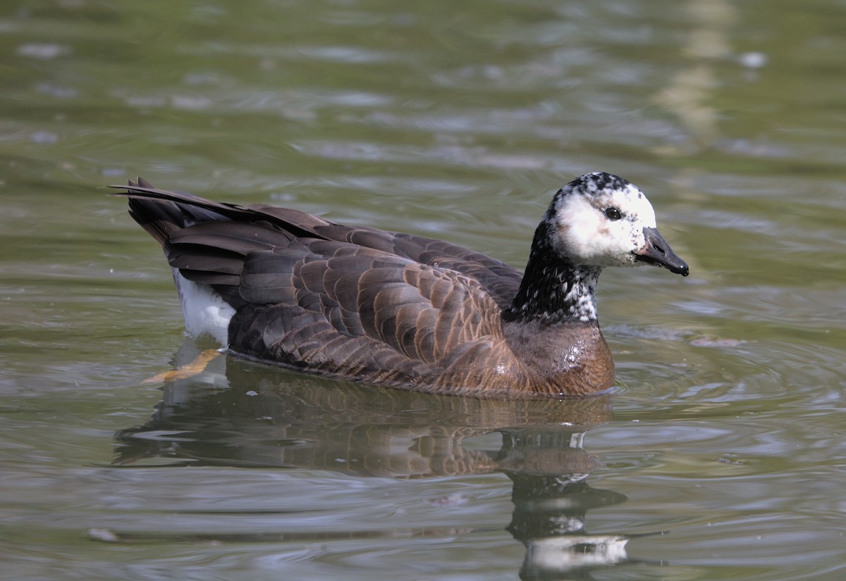 Graylag x Barnacle Goose (hybrid) - ML434128431