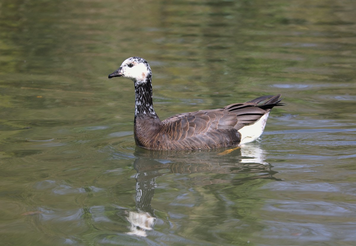 Graylag x Barnacle Goose (hybrid) - ML434128561