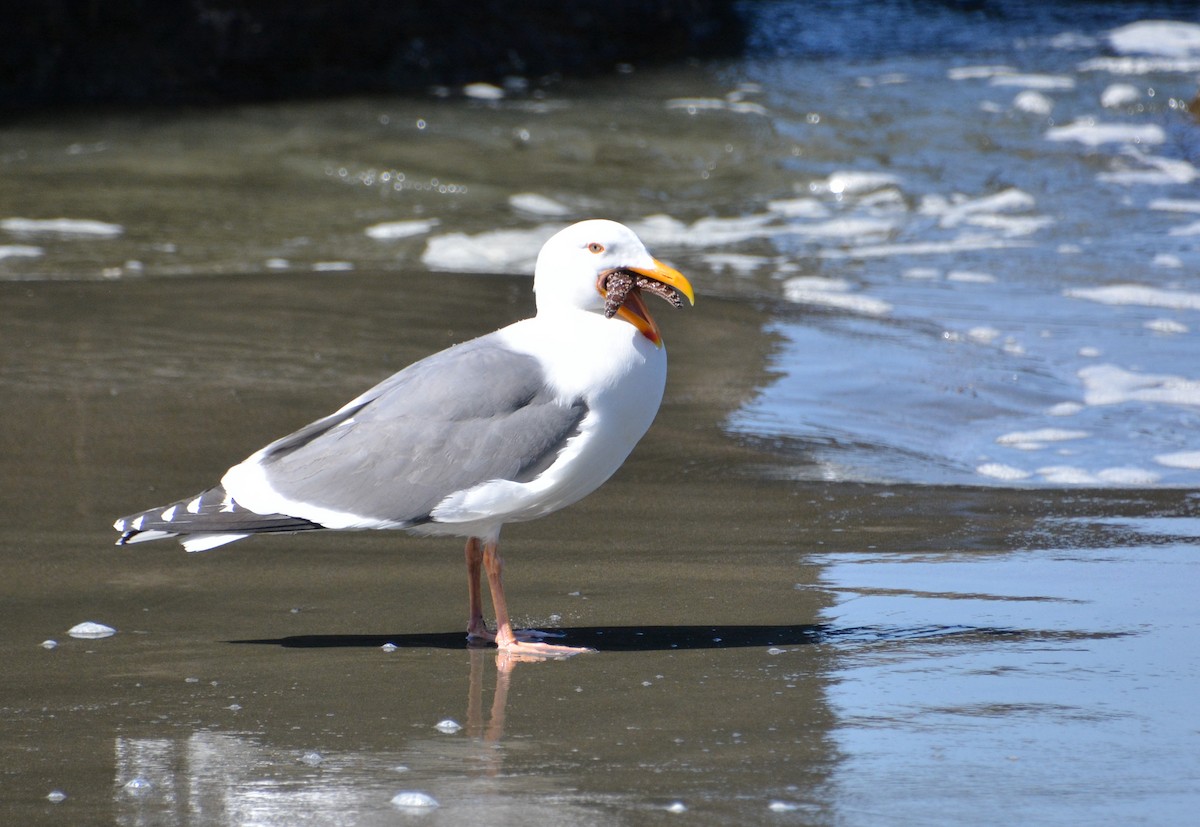 Western Gull - ML434129261