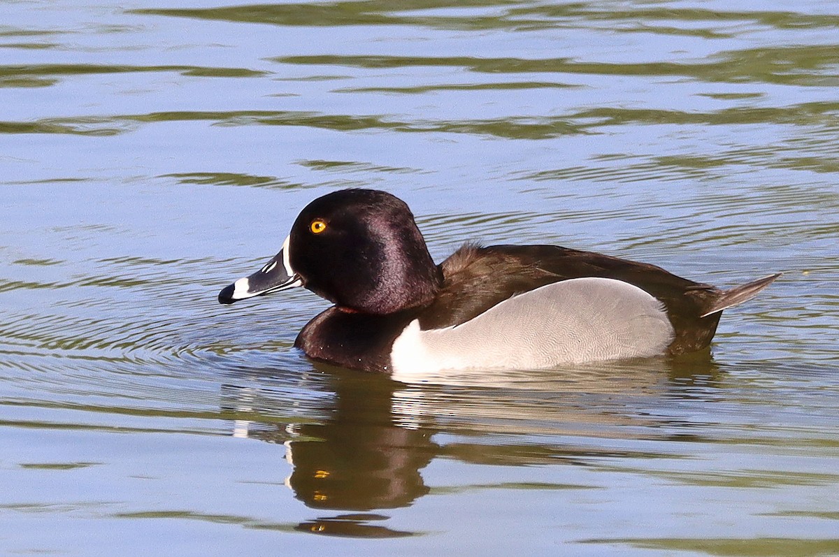 Ring-necked Duck - ML434129831