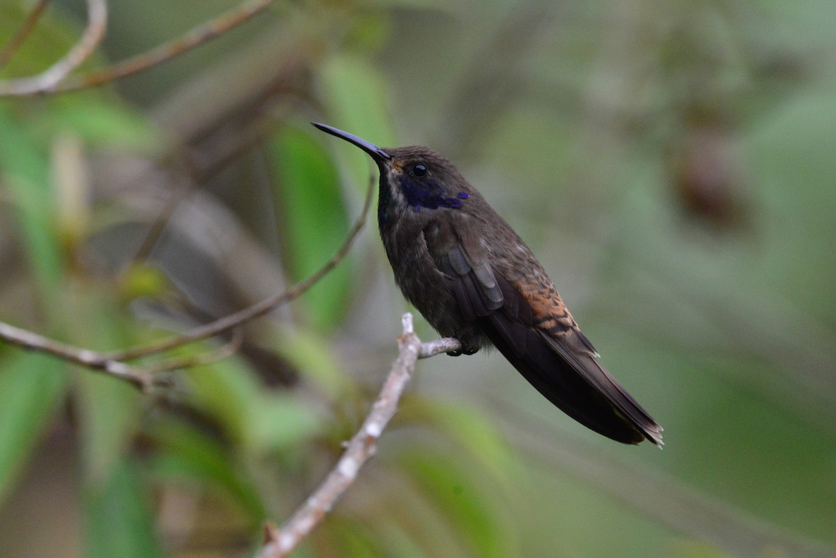 kolibřík fialovouchý - ML434131191