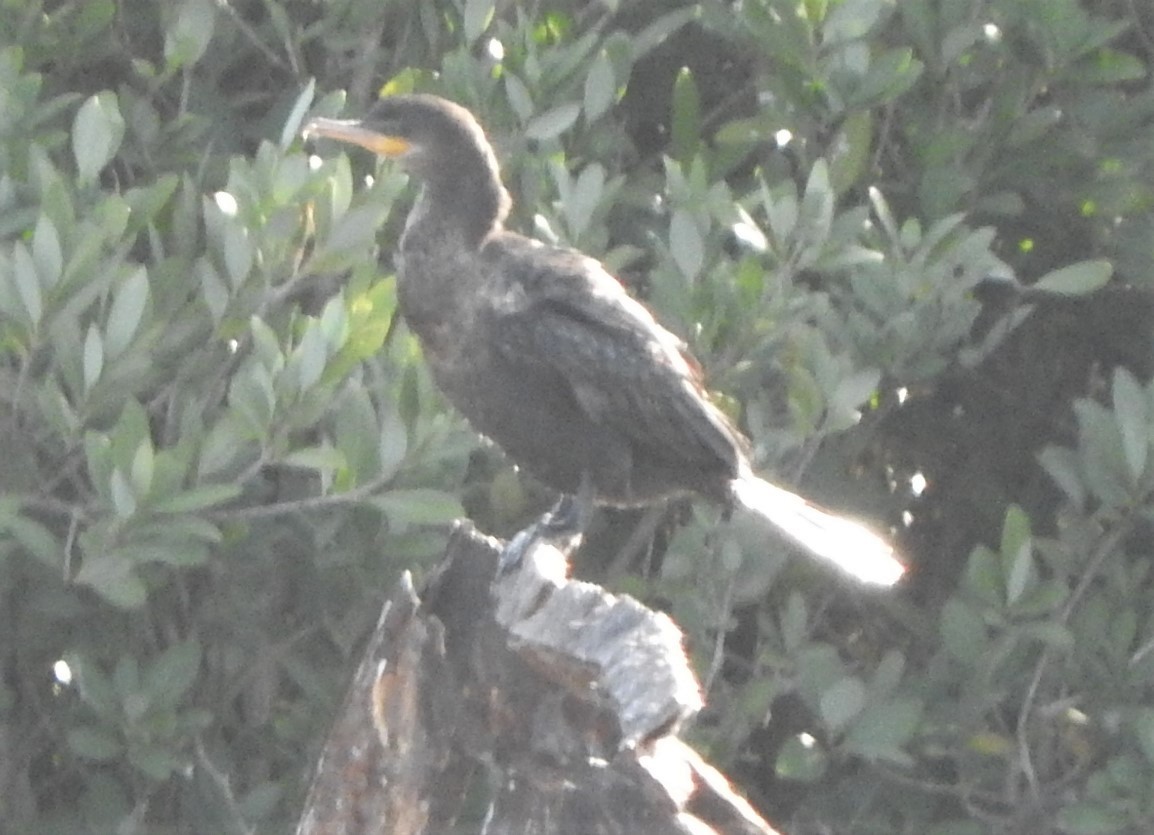 Neotropic Cormorant - ML434132141