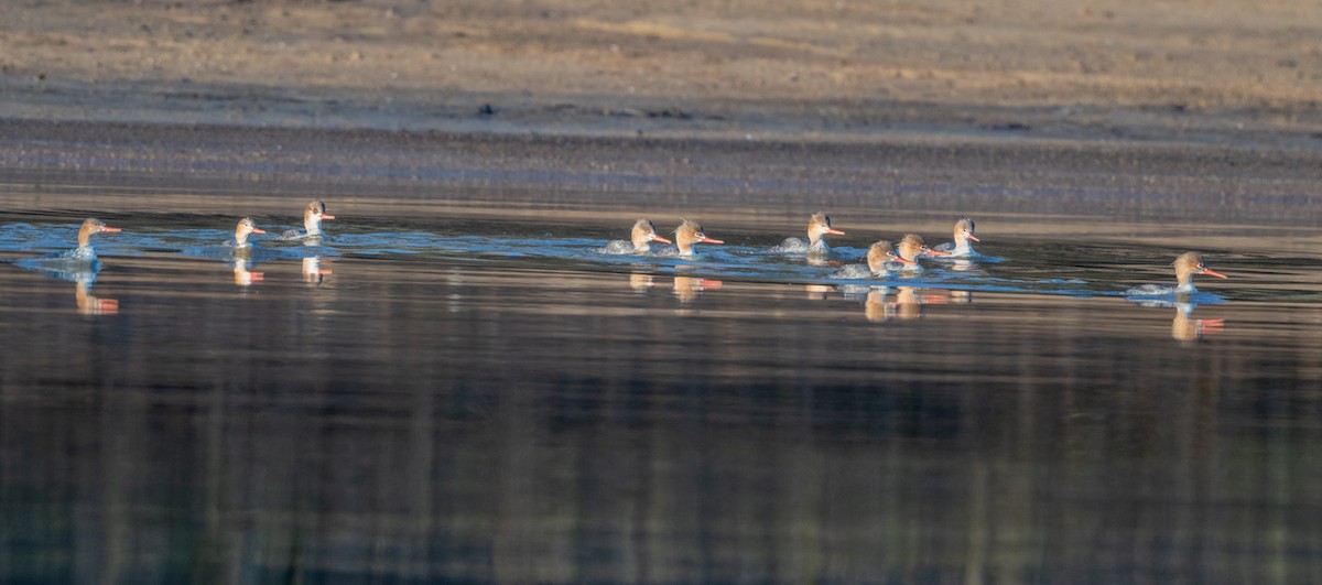 Red-breasted Merganser - mark kraus