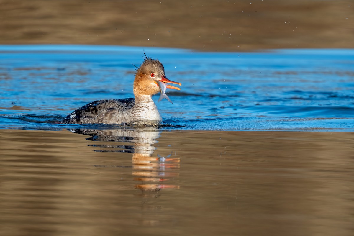 Red-breasted Merganser - ML434133521