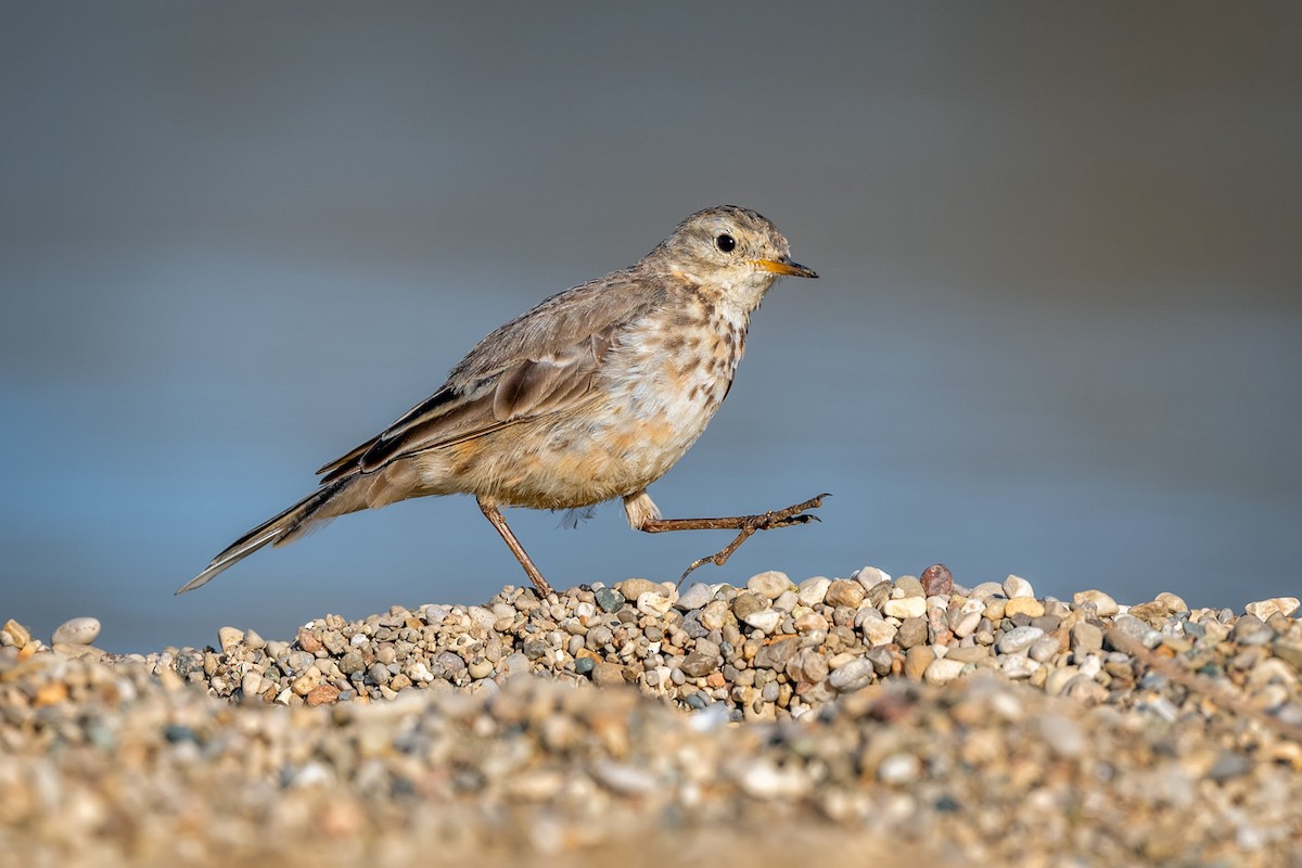 Pipit d'Amérique - ML434133651