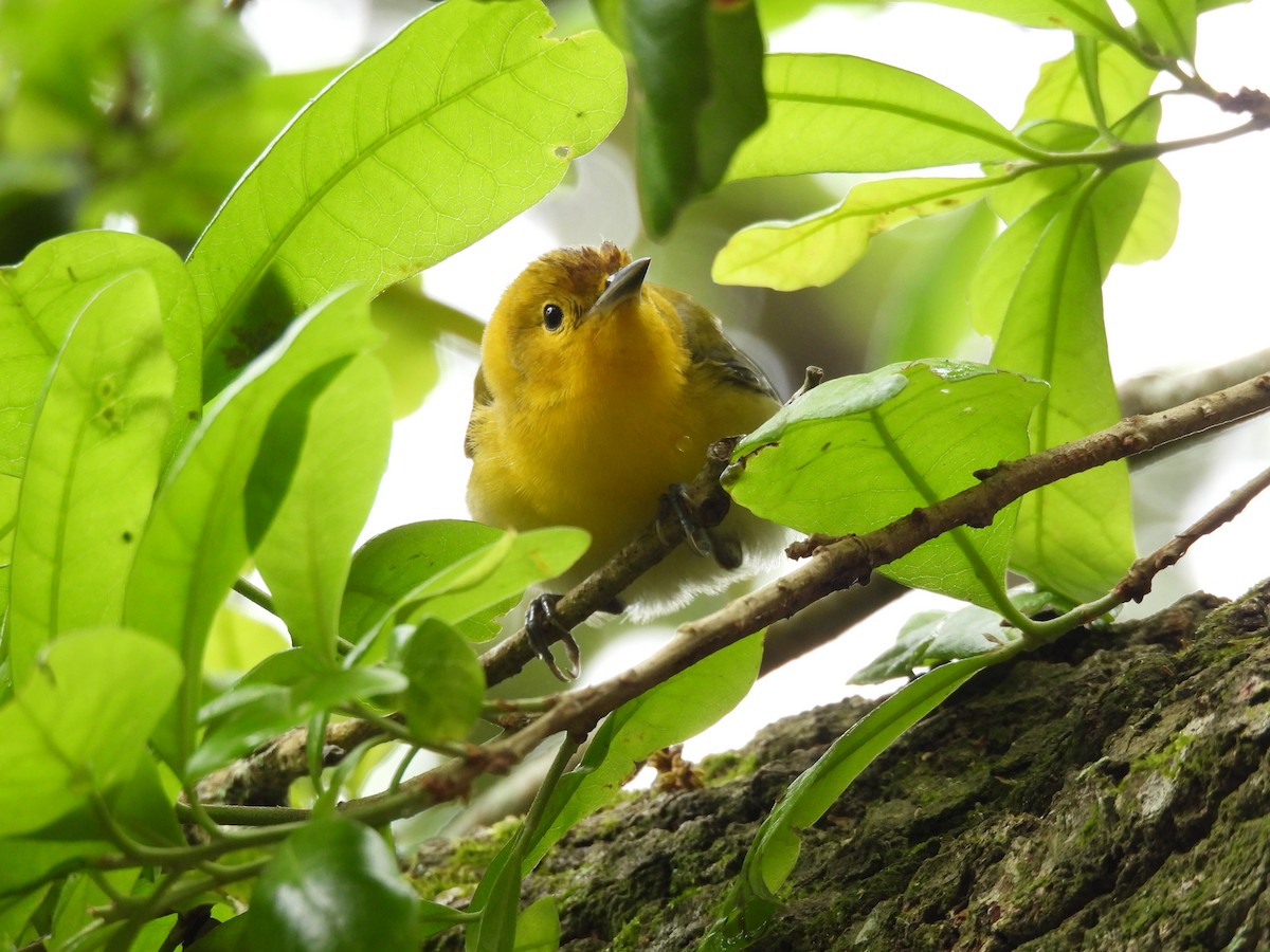 Prothonotary Warbler - ML434134241
