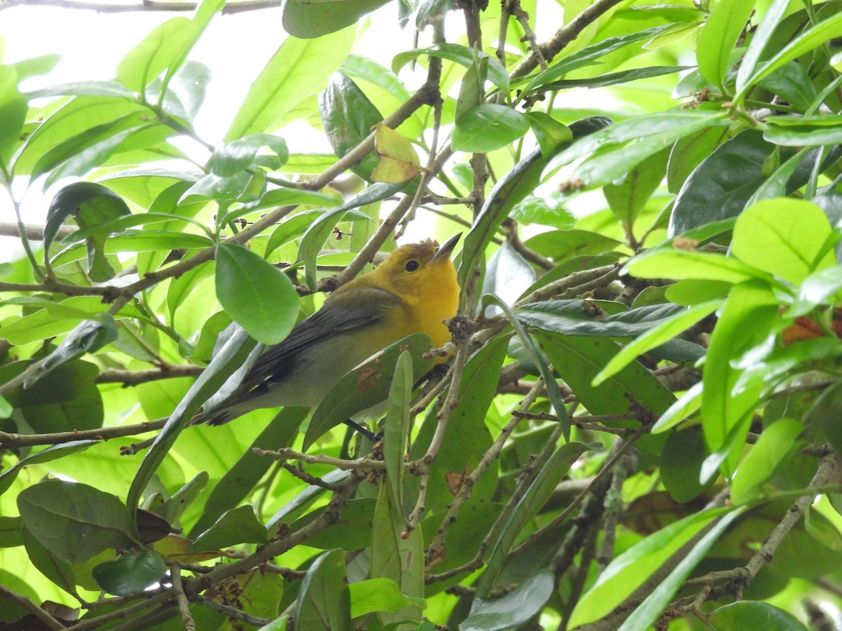 Prothonotary Warbler - ML434134311