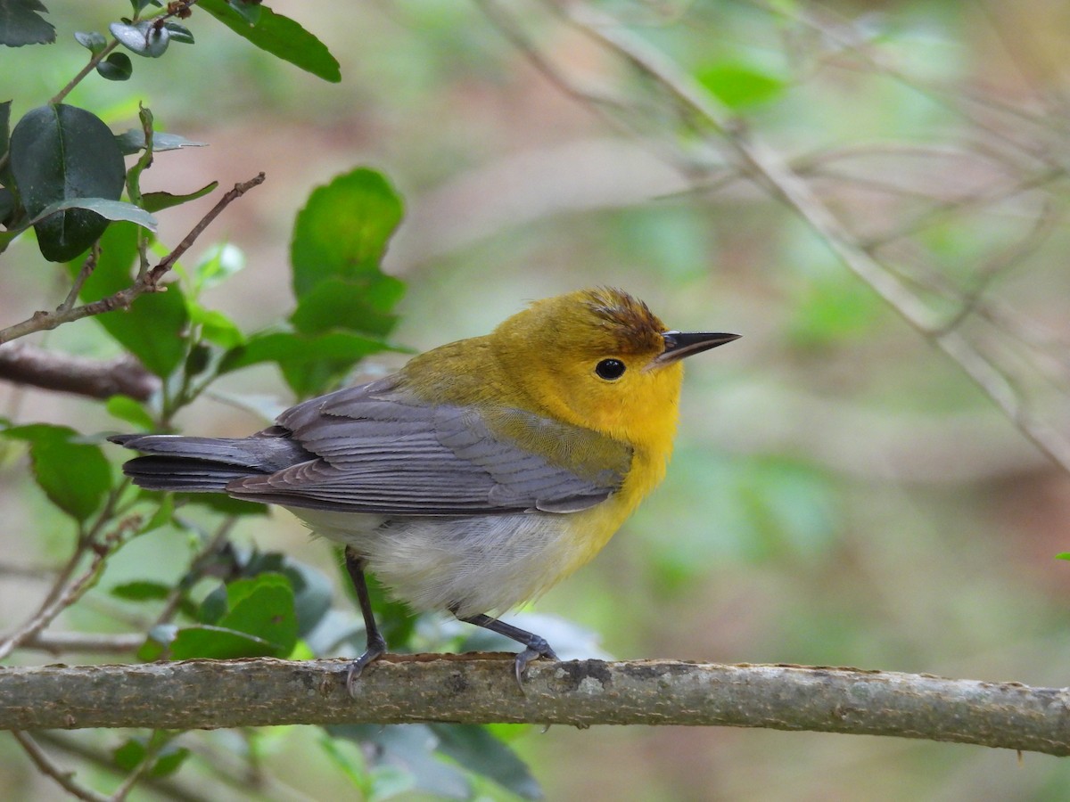 Prothonotary Warbler - ML434134361