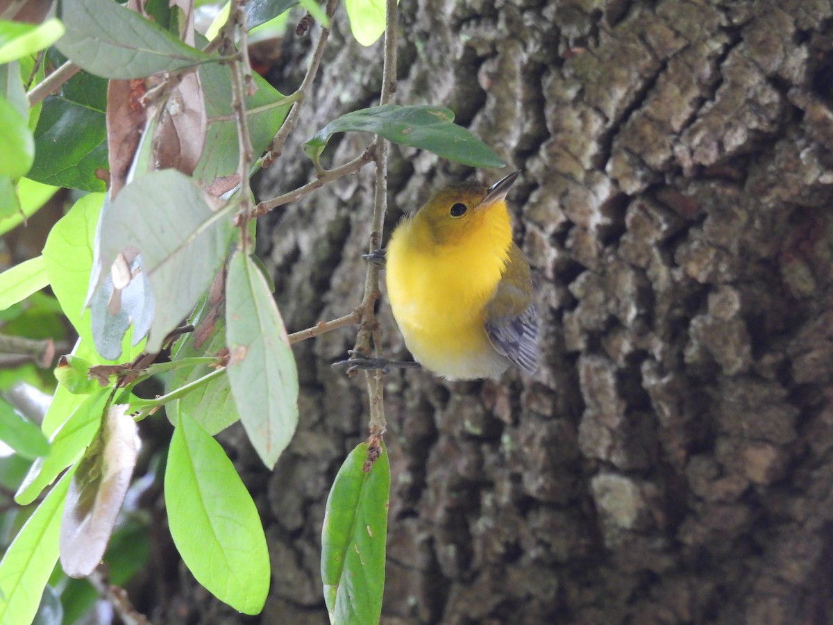 Prothonotary Warbler - ML434134371
