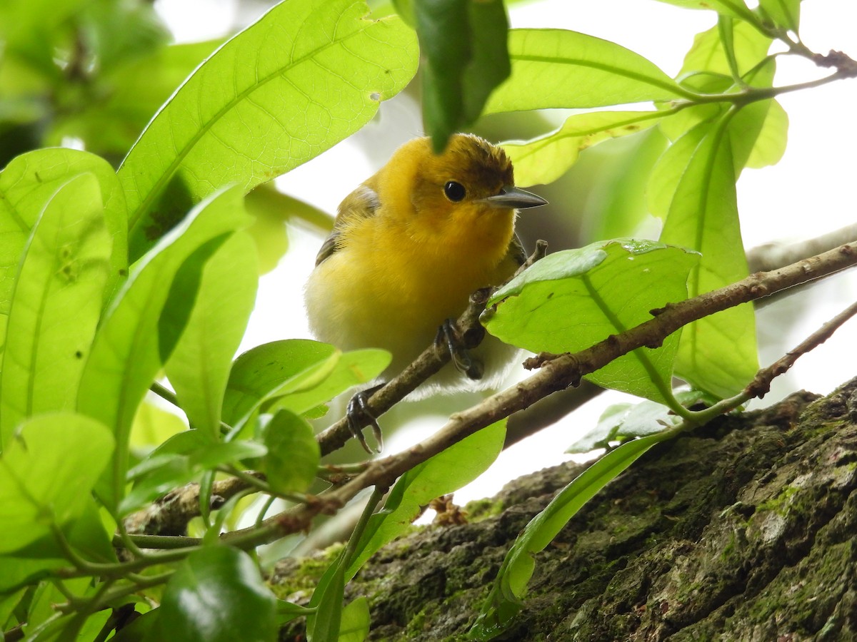 Prothonotary Warbler - ML434134381