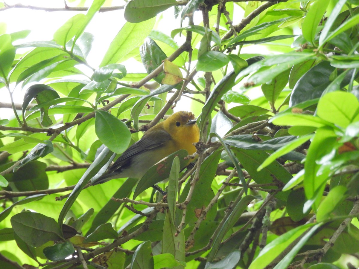 Prothonotary Warbler - ML434134421