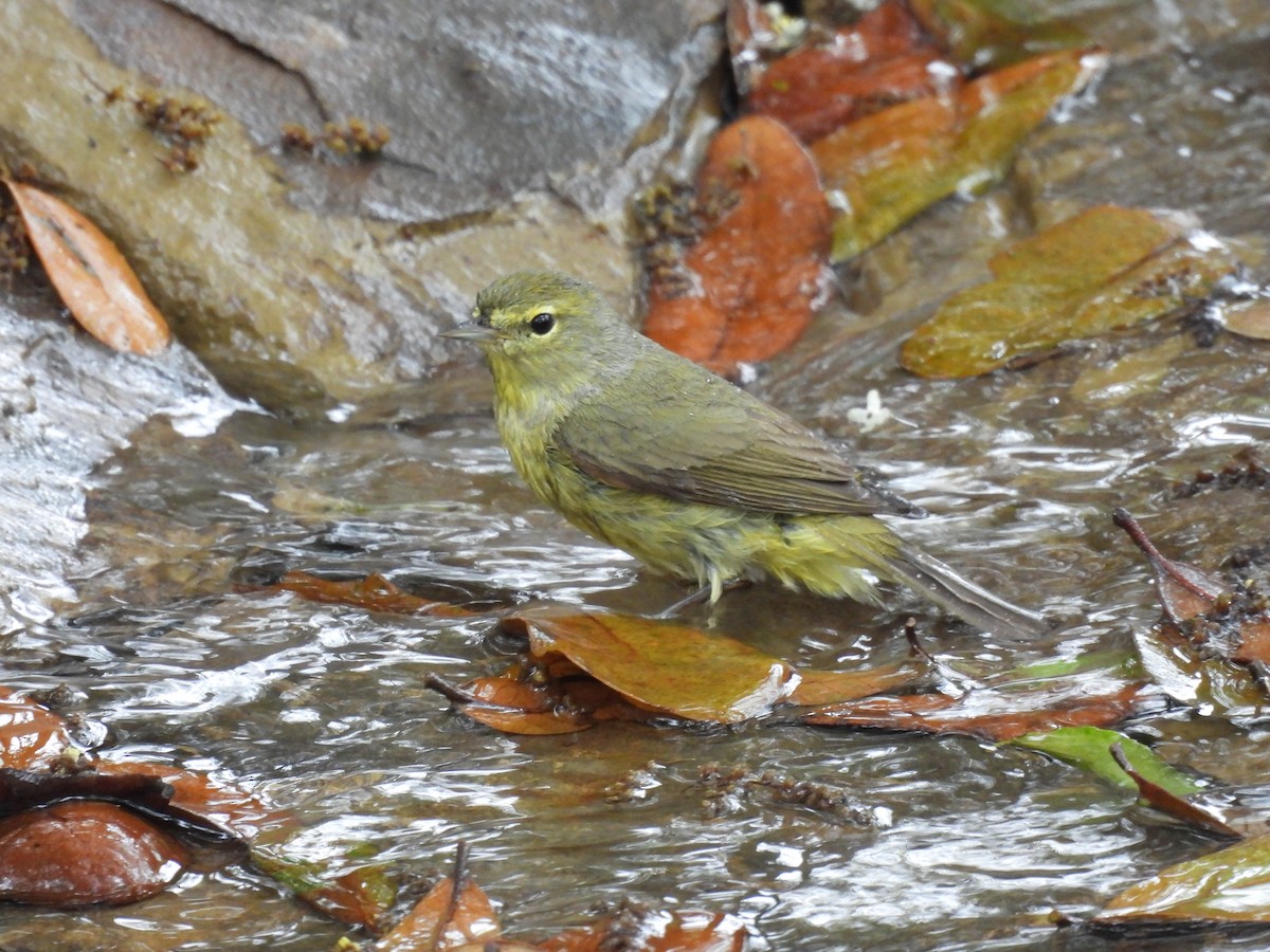 Orange-crowned Warbler - ML434134541