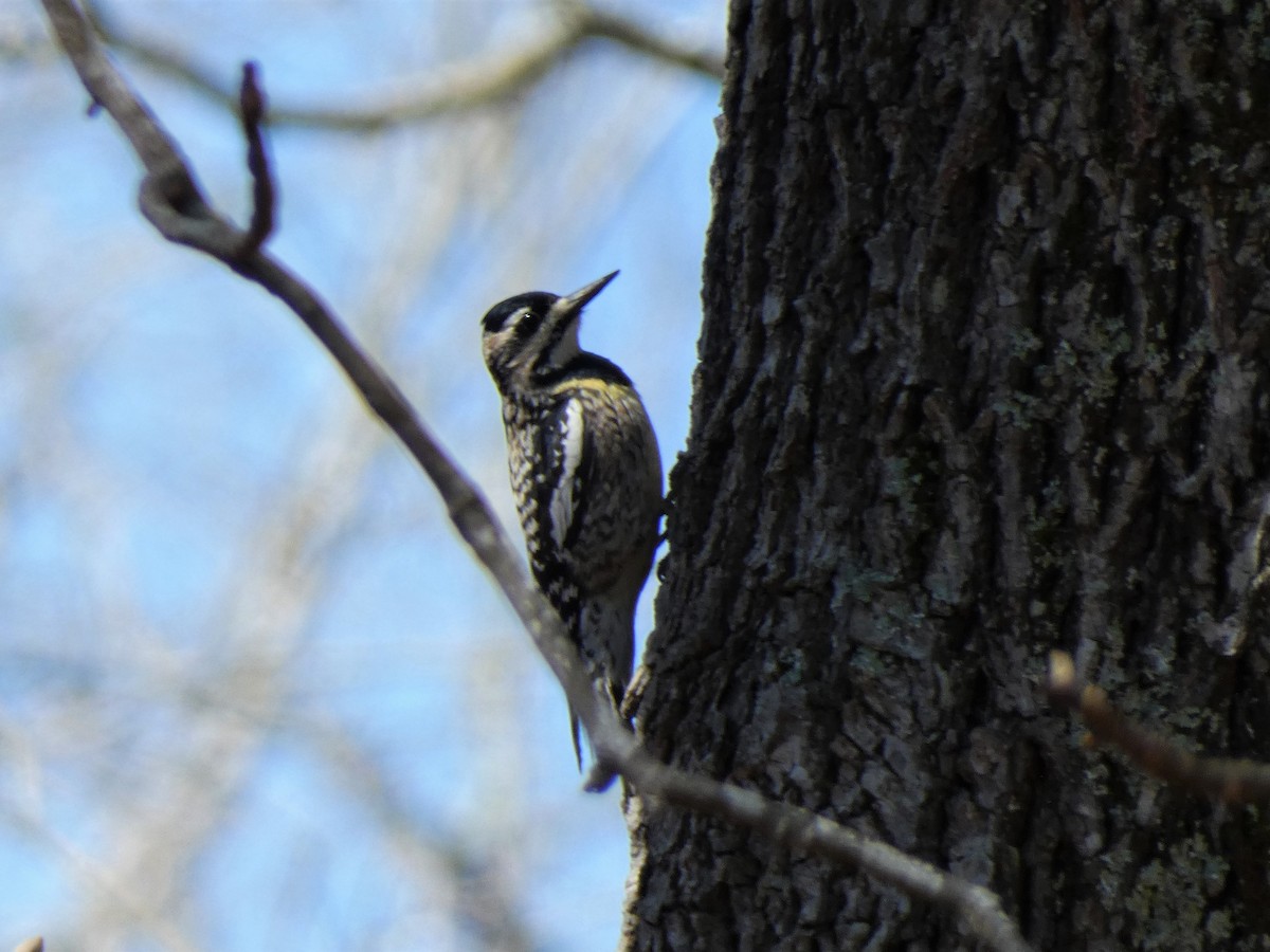 Yellow-bellied Sapsucker - ML434137331