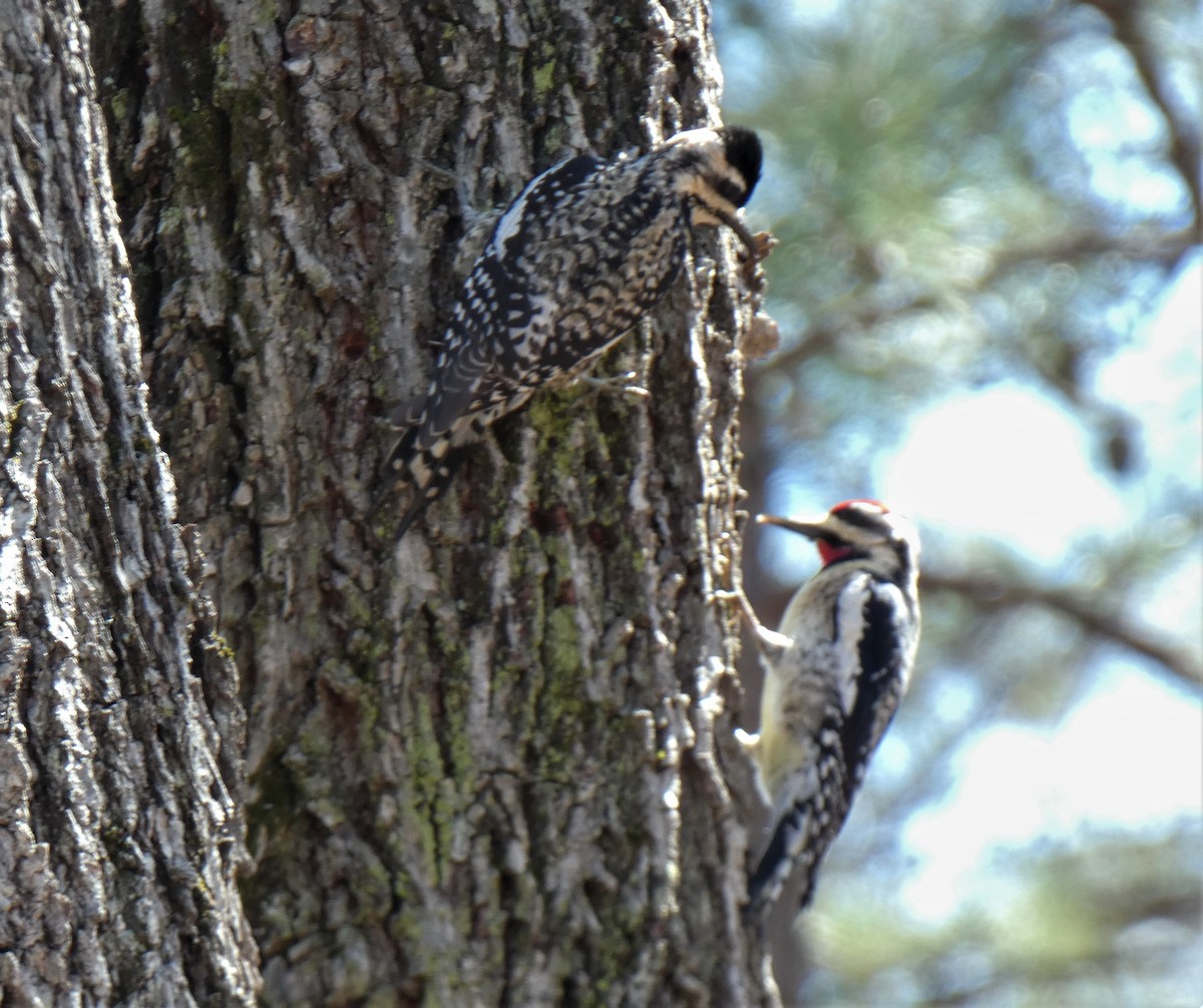 Yellow-bellied Sapsucker - ML434137351