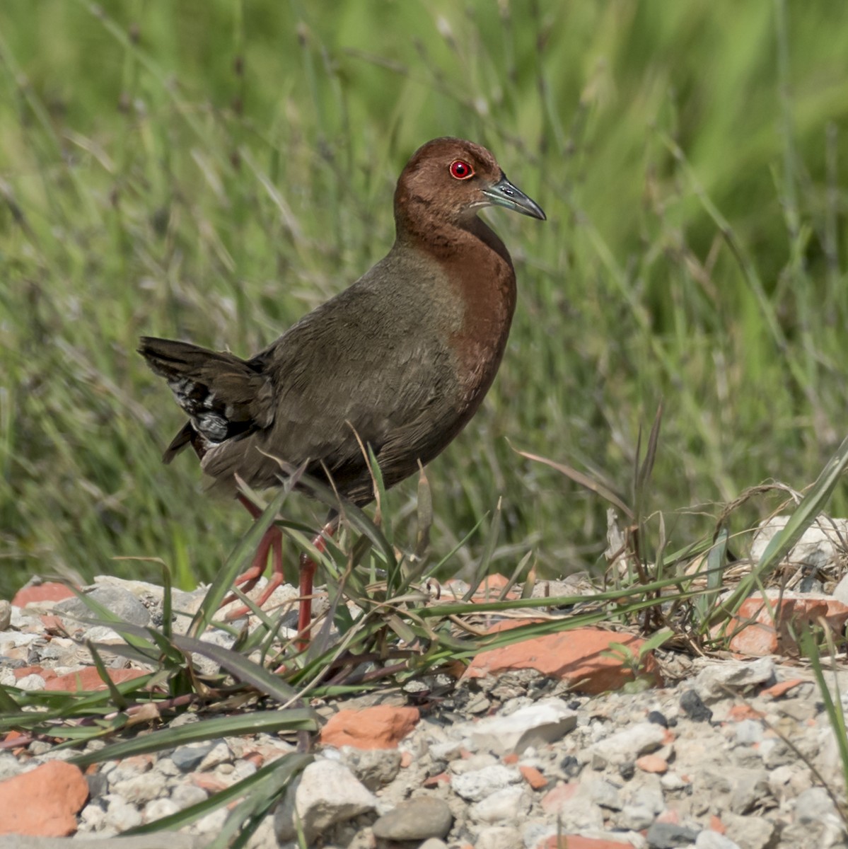 Ruddy-breasted Crake - ML434137891