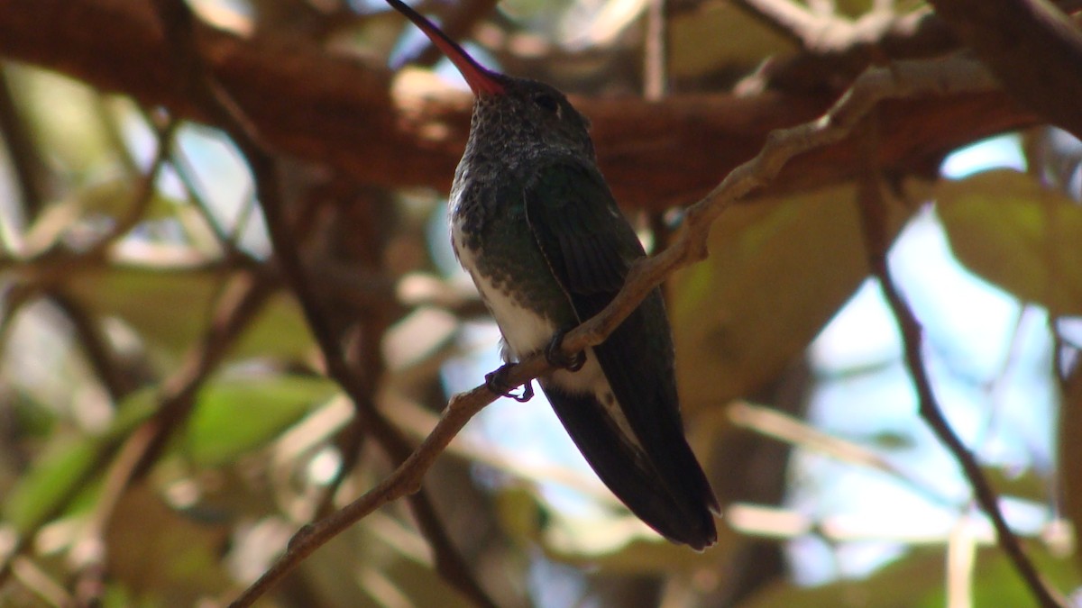 Glittering-throated Emerald - ML434140971