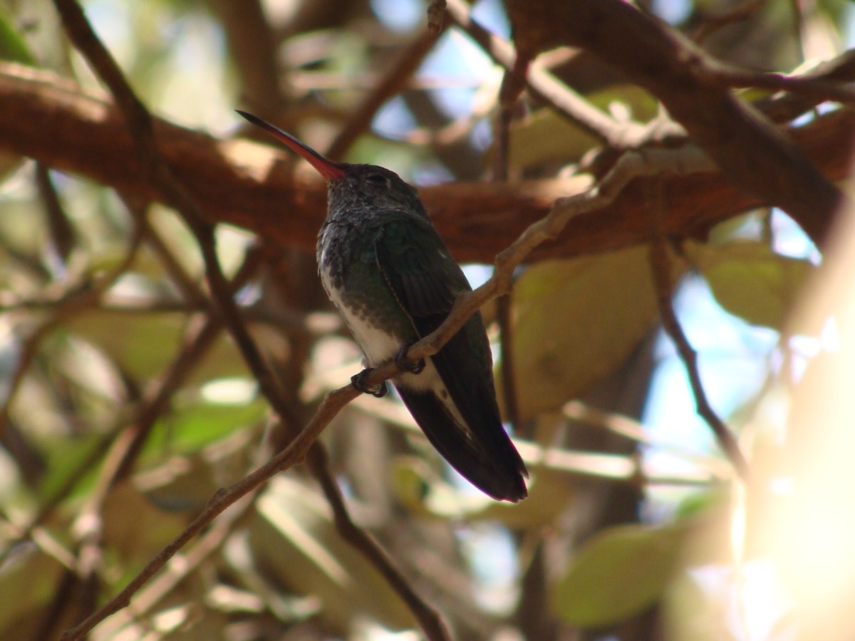 kolibřík zrcadlový - ML434141011