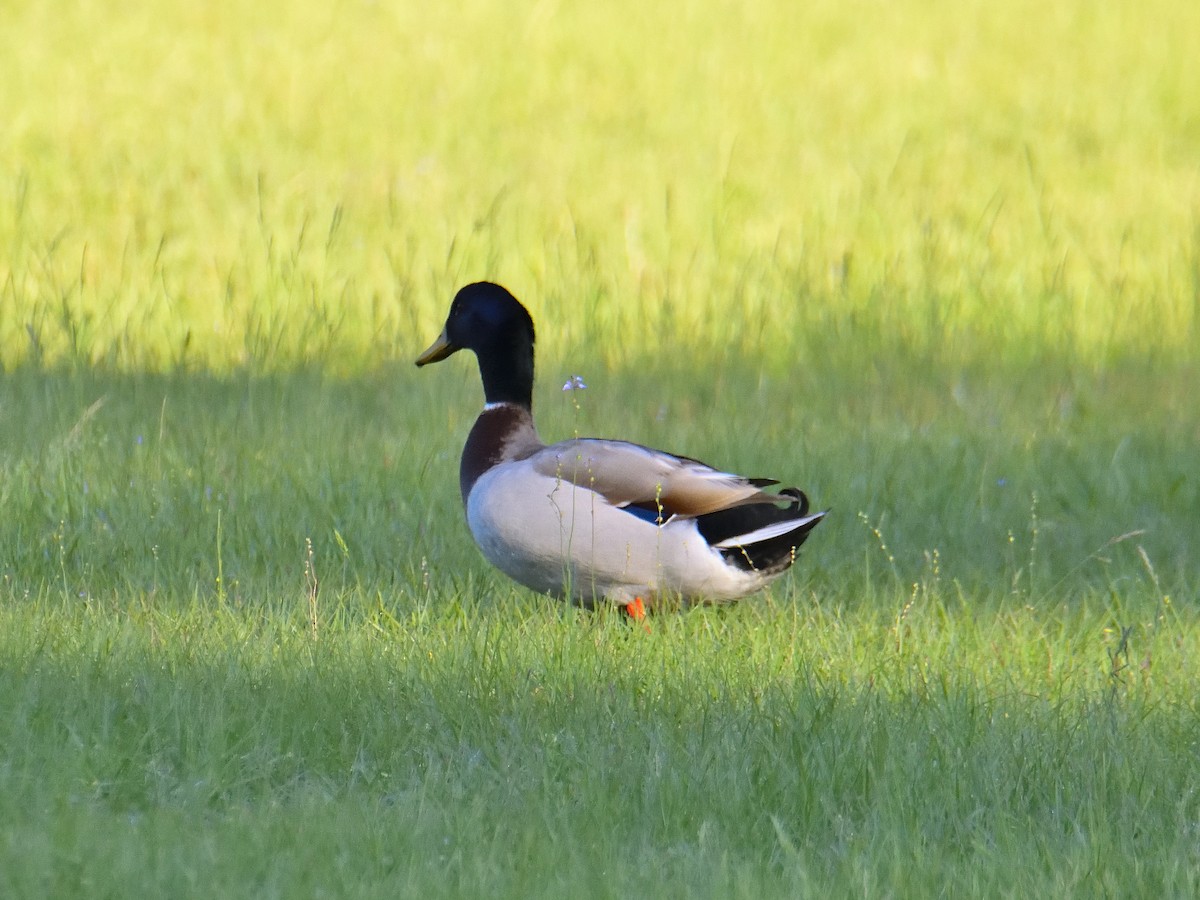 Canard colvert - ML434141581