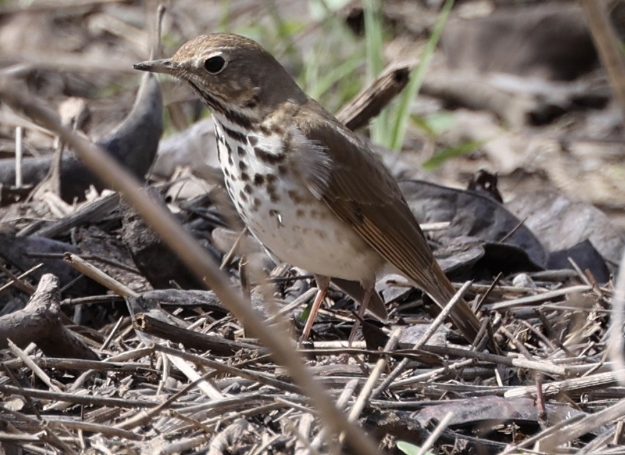 Hermit Thrush - ML434141741