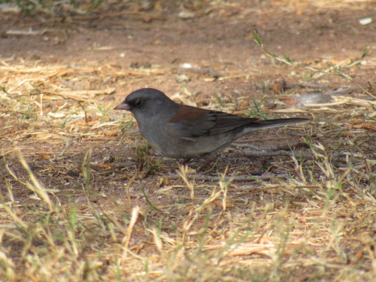 Dark-eyed Junco - ML434143251