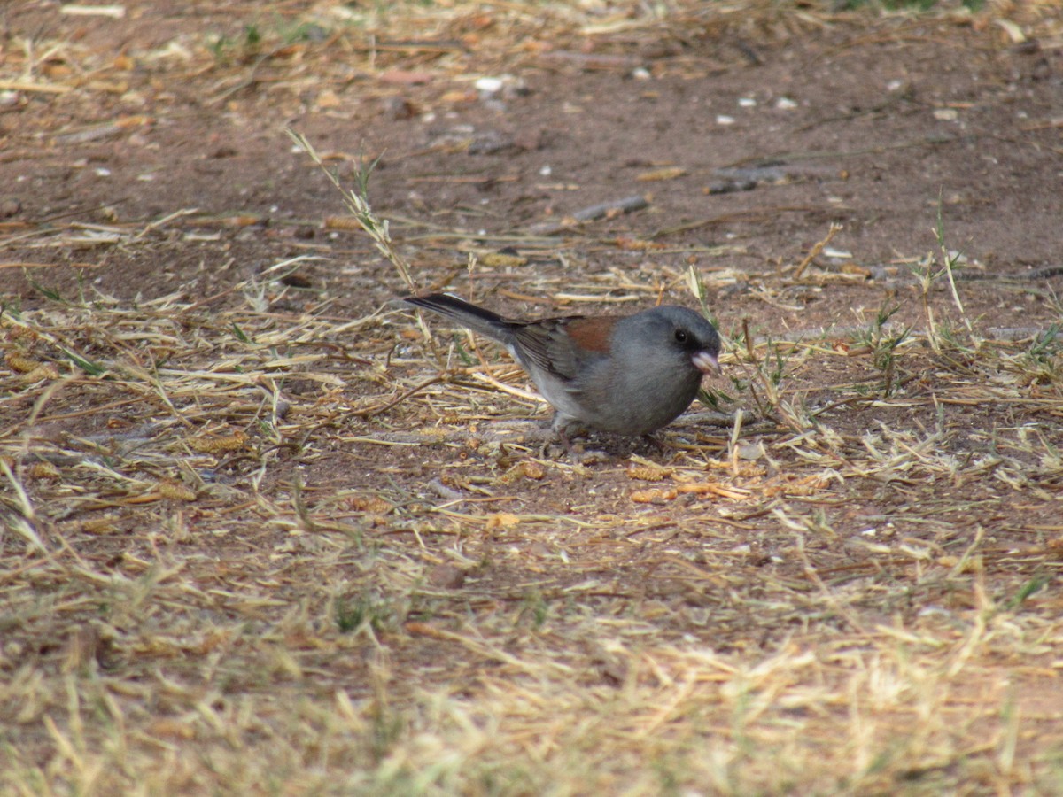 Dark-eyed Junco - ML434143261