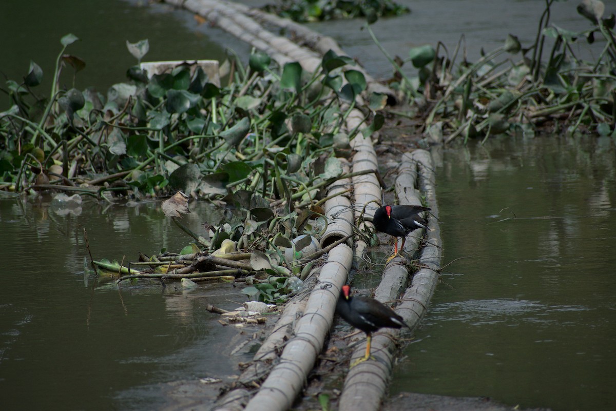 Common Gallinule - ML434144531