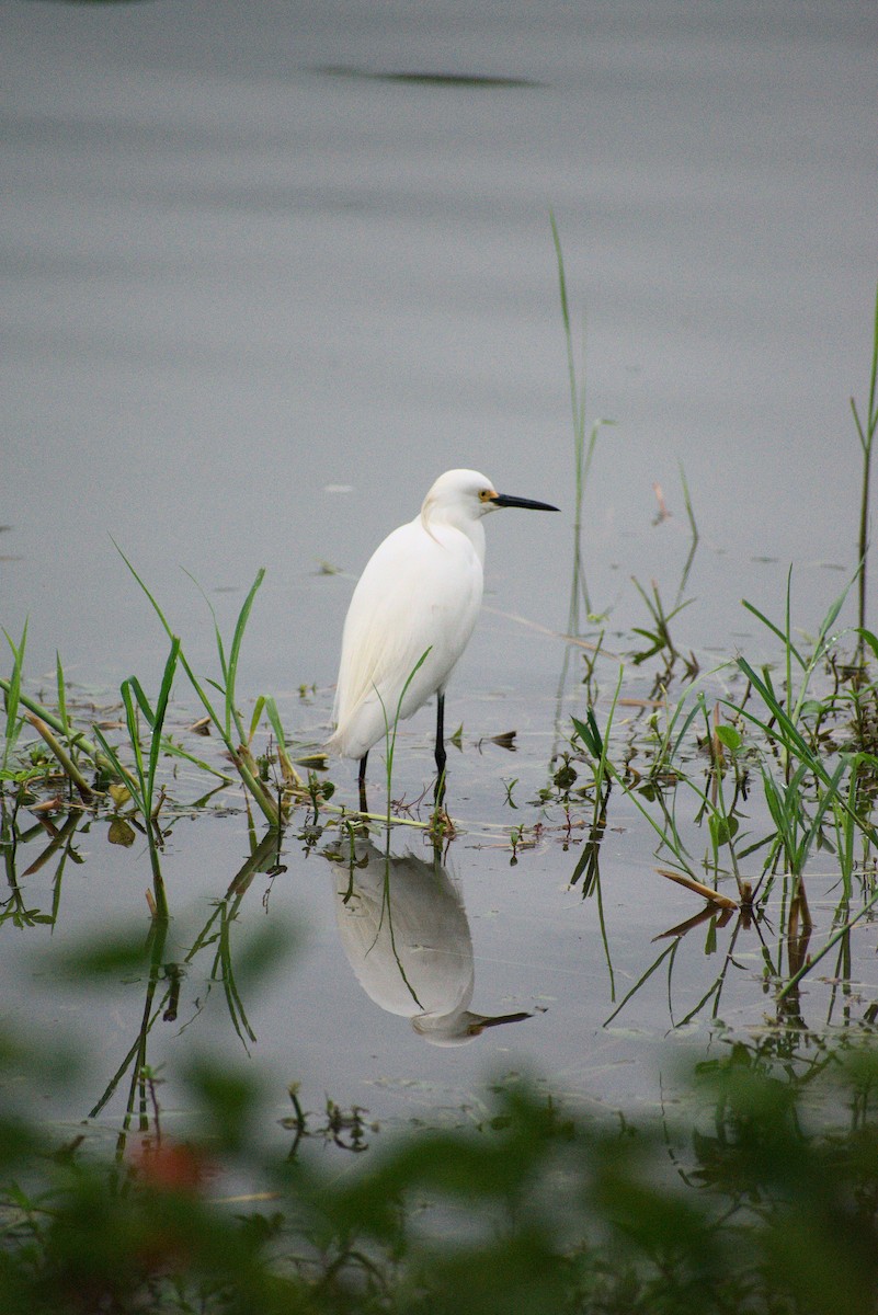 Snowy Egret - ML434144781