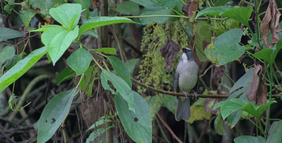 Olive-gray Saltator - ML434145001