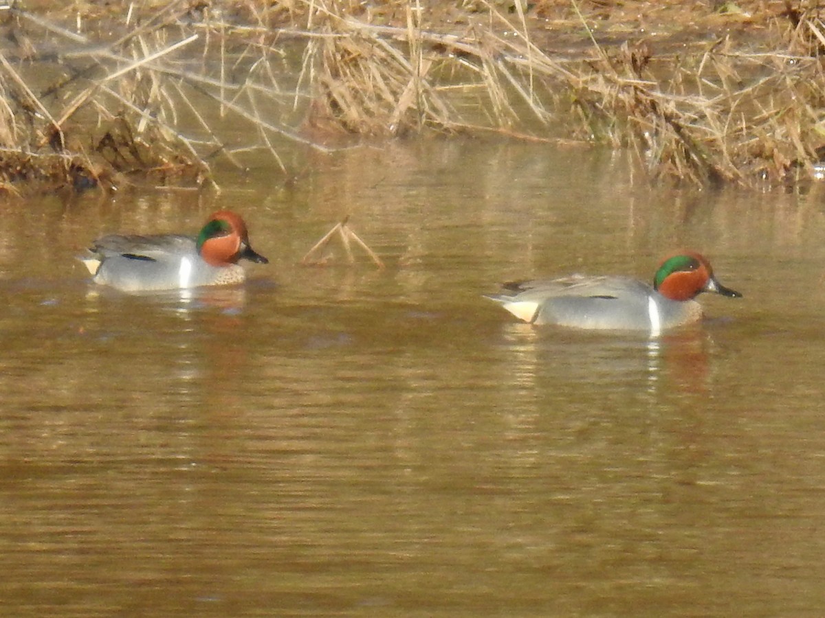 Green-winged Teal - ML434145031