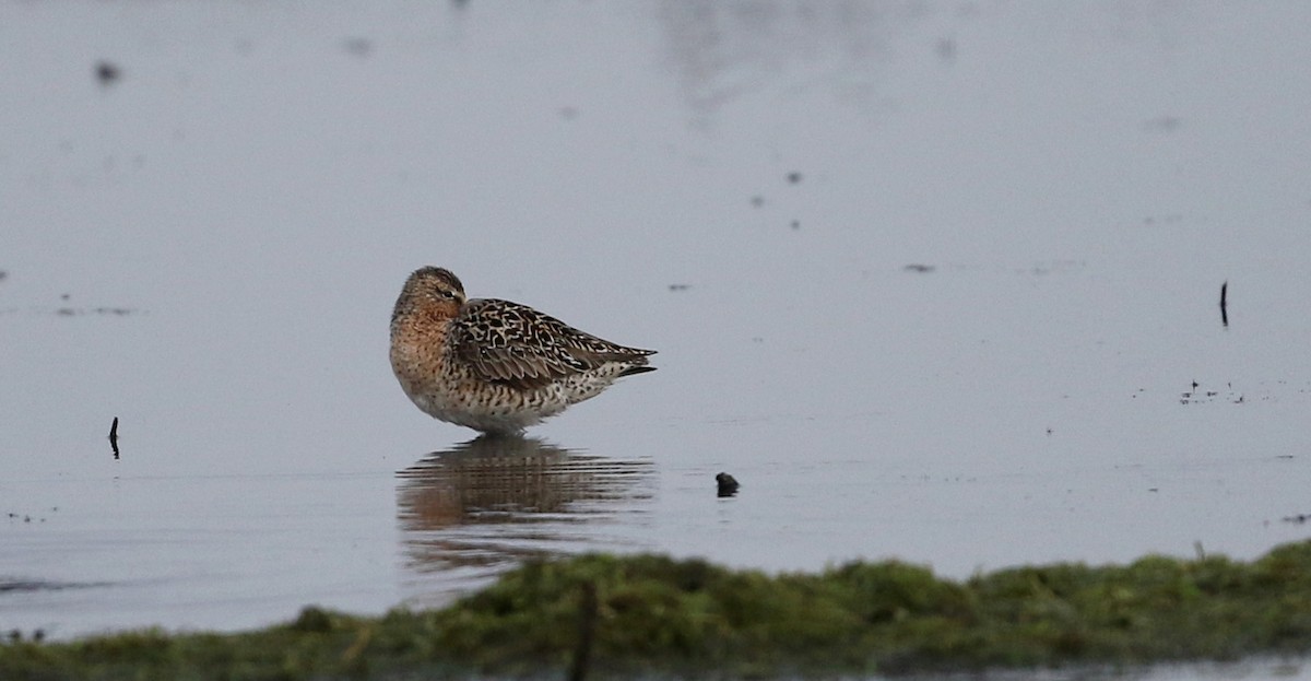 Short-billed Dowitcher - ML43414841