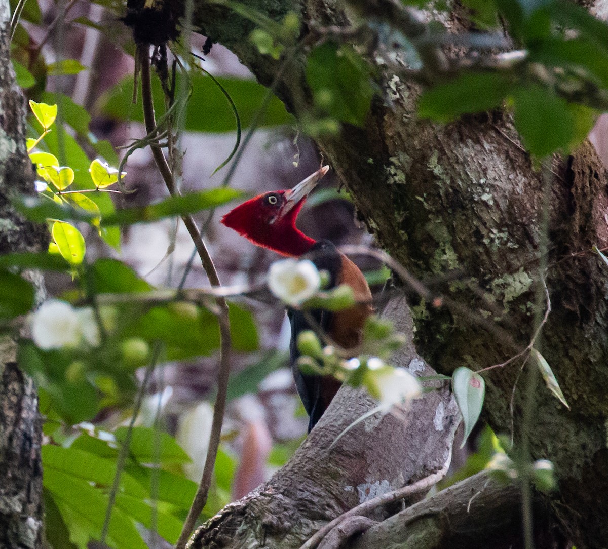 Red-necked Woodpecker - ML434148551