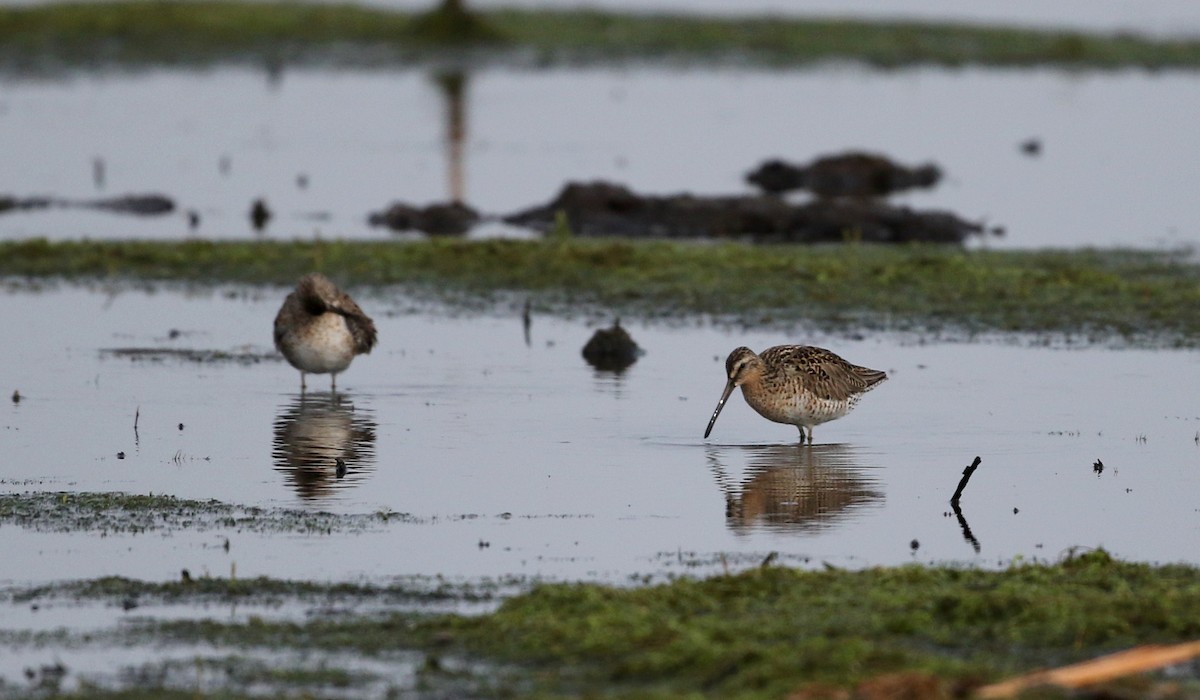 Short-billed Dowitcher - ML43414871