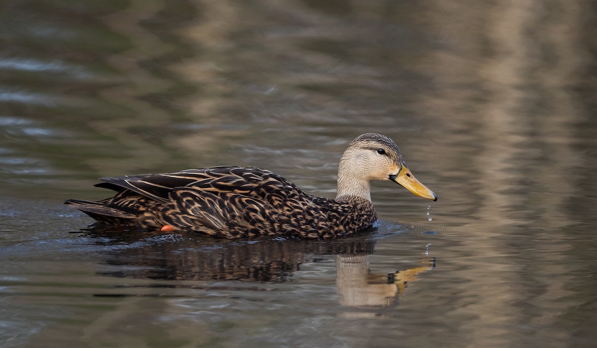 Mottled Duck - ML434150191