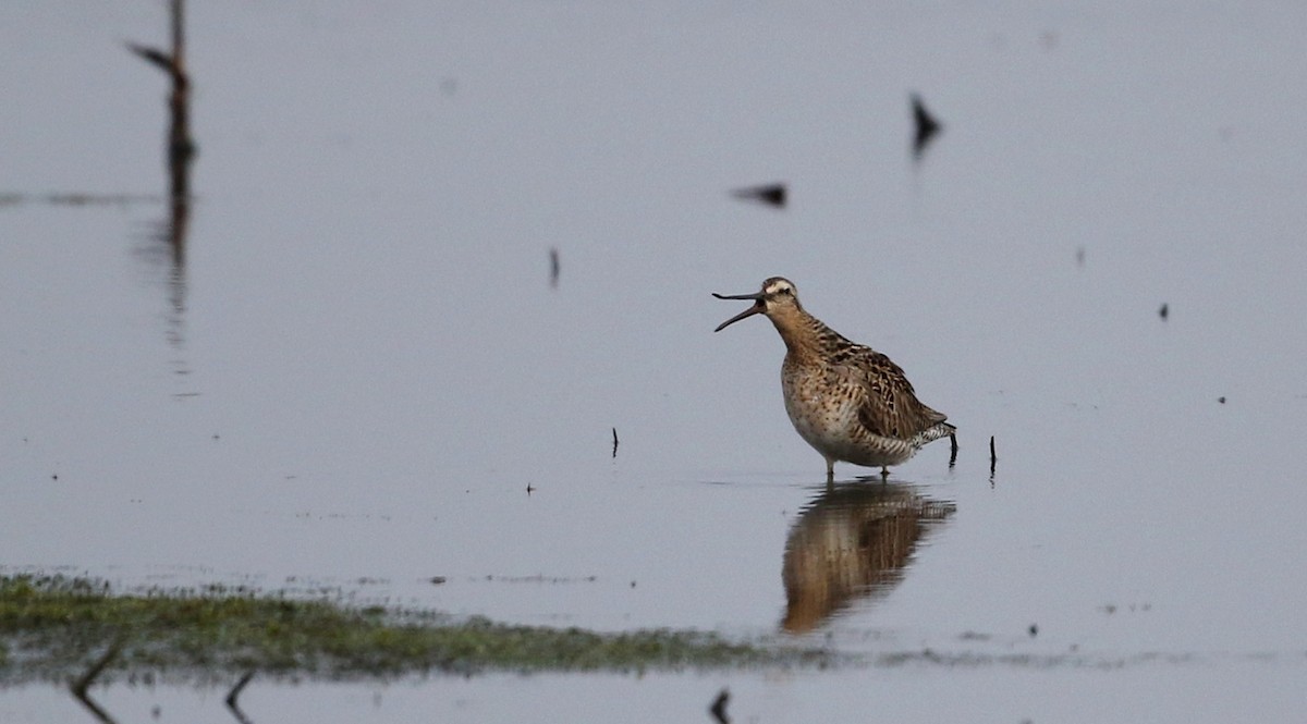 Short-billed Dowitcher - ML43415051